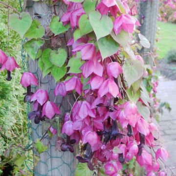 Purpur-Glockenwinde (Rhodochiton atrosanguineum ) Purple Bell