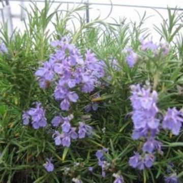 Rosmarin (Rosmarinus officinalis) CORSICAN BLUE