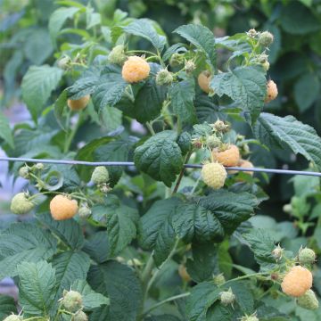 Zwerghimbeere (Rubus idaeus) Lowberry® Goodasgold