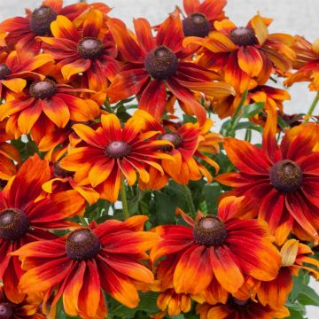 Rauher Sonnenhut (Rudbeckia) SmileyZ Big Glow (Glowing)