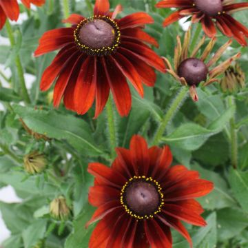 Rauher Sonnenhut (Rudbeckia) SmileyZ Big Smile
