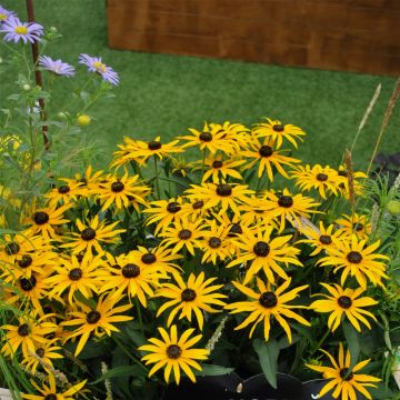 Sonnenhut  (Rudbeckia fulgida ) Forever Gold