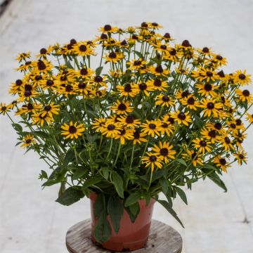 Sonnenhut  (Rudbeckia fulgida ) Little Goldstar