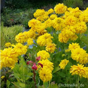 Gefüllter Sonnenhut (Rudbeckia laciniata ) Goldquelle 