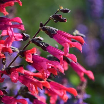 Salbei (Salvia hybrida) Amante
