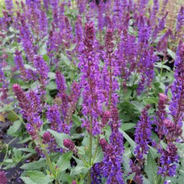Salbei (Salvia nemorosa) Blaukönigin 