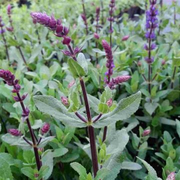 Salbei (Salvia nemorosa) Caradonna 