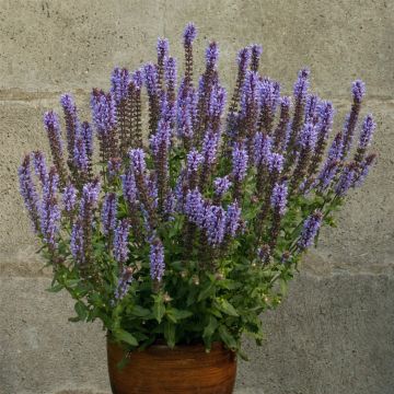 Salbei (Salvia nemorosa ) Salute Ice Blue
