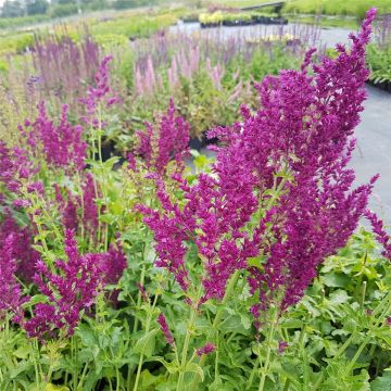Salbei (Salvia nemorosa) Schwellenburg 