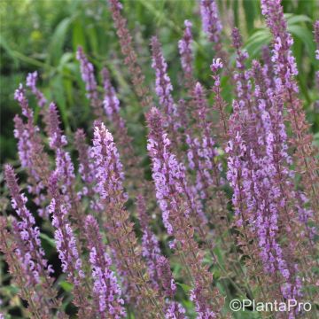 Salbei (Salvia nemorosa ) AMETHYST 