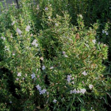 Berg-Bohnenkraut (Satureja montana) 