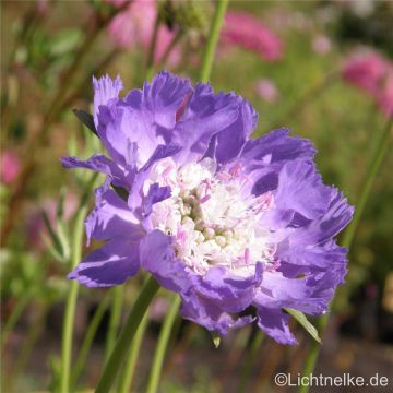 Skabiose (Scabiosa lachnophylla ) BLUE HORIZON