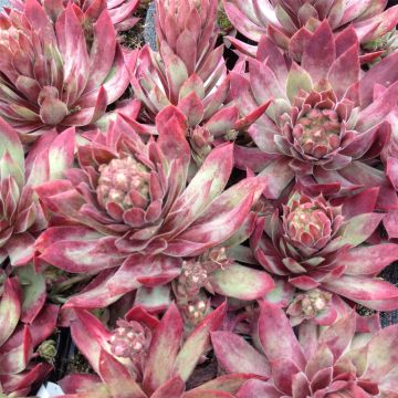 Hauswurz / Dachwurz (Sempervivum) ROTKOPF 