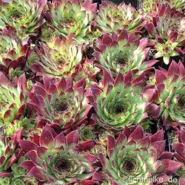 Hauswurz / Dachwurz (Sempervivum) TURMALIN 