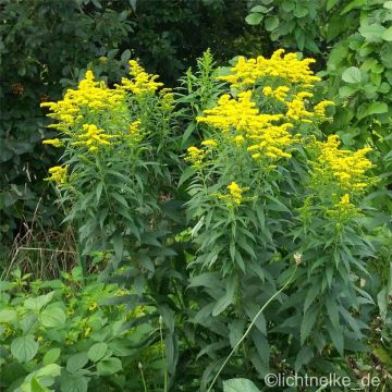 Goldrute (Solidago Hybride ) Goldkind
