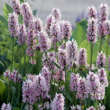 Ziest (Stachys x hybride) Summer Crush