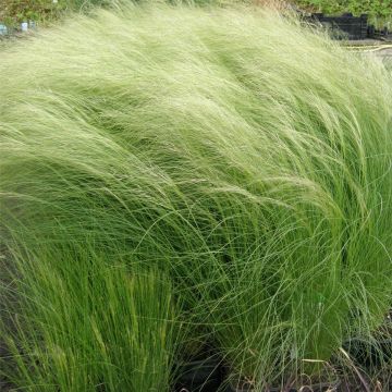 Zartes Federgras (Stipa tenuissima) PONY TAILS