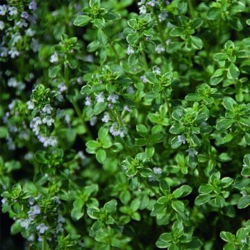 Panaschierter Zitronenthymian (Thymus citriodorus) Silver Queen