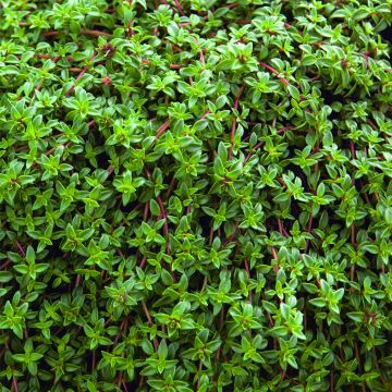 Gewürzthymian (Thymus vulgaris) Kugelthymian