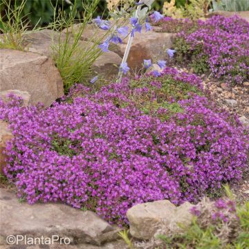 Polsterthymian (Thymus praecox) Atropurpurea 