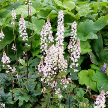 Herzblatt-Schaumblüte (Tiarella ) Pink Skyrocket