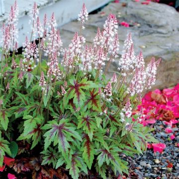 Herzblatt-Schaumblüte (Tiarella cordifolia) Sugar and spice