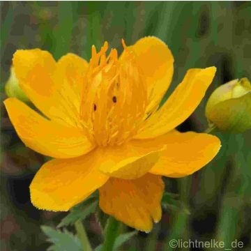 Trollblume (Trollius chinensis ) Goldkönigin