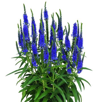 Ehrenpreis (Veronica) Veronique Blue