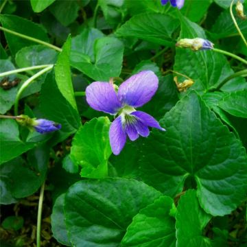 Duftveilchen (Viola odorata ) Königin Charlotte