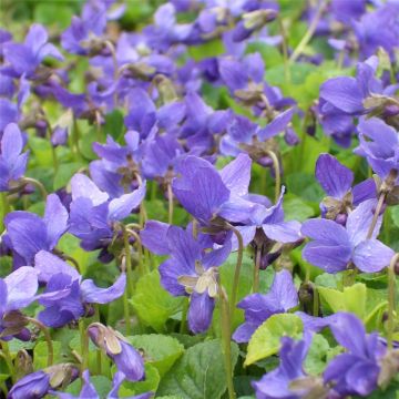 Duftveilchen (Viola odorata ) 
