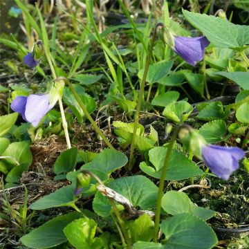 Pfingstveilchen (Viola sororia ) Blue violett