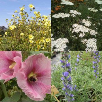 14 Stk (Wildbienen) Futterpflanzen Mix