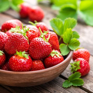 Erdbeerpflanze Erdbeere (Fragaria x ananassa) Mieze Schindler