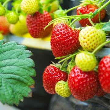 Erdbeerpflanze / Erdbeere (Frageria vesca) Aroma Auslese Hummi