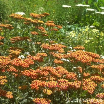 Schafgarbe  (Achillea filipendula hybr.) Walter Funcke