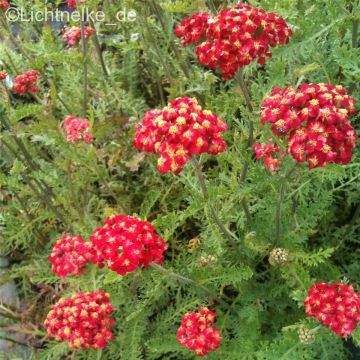 Schafgarbe  (Achillea millefolium) Paprika