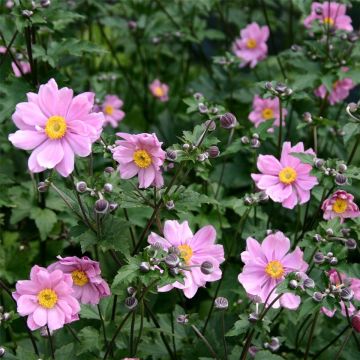 Herbst-Anemone (Anemone tomentosa) Serenade
