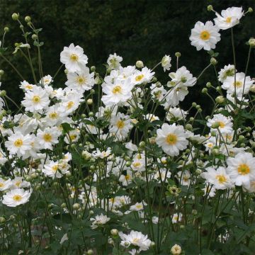 Anemone (Anemone japonica) Wirbelwind 