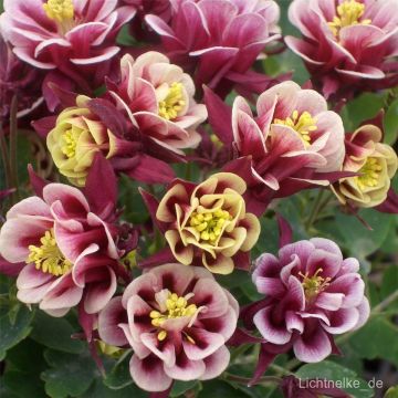 Akelei (Aquilegia vulgaris) Winky Red-White double