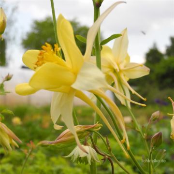 Akelei (Aquilegia chrysanta) Yellow Queen