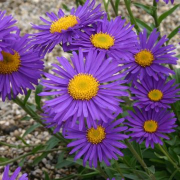 Alpenaster (Aster alpinus) Dunkle Schöne