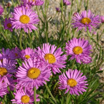Alpenaster (Aster alpinus) Happy End
