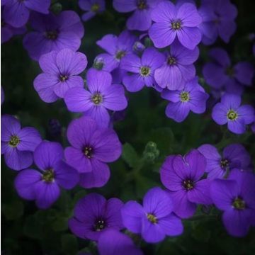 Blaukissen (Aubrieta x. cultorum ) Blaumeise
