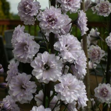 Rittersporn (Delphinium elatum ) Highlander Cha Cha