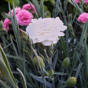Duftende Federnelke (Dianthus pulmarius Devon Cottage) Dove