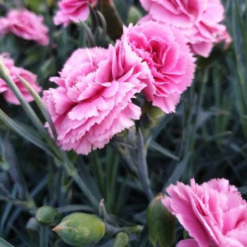 Duftende Federnelke (Dianthus pulmarius Devon Cottage) Pink