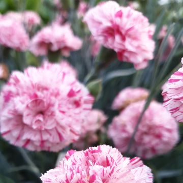 Duftende Federnelke (Dianthus pulmarius Devon Cottage) Pinball Wizard
