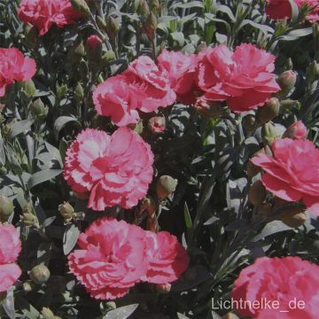 Landnelke (Dianthus caryophyllus) Farbmischung