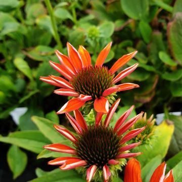 Sonnenhut (Echinacea) Flamingo