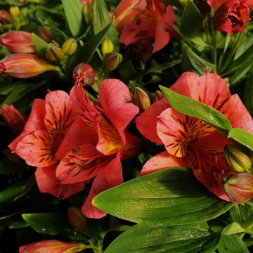 Inkalilie (Alstroemeria hybrid) Colorita® Eliane
